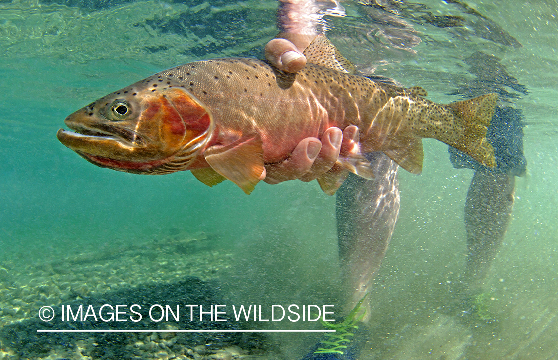 Cutthroat Trout. 