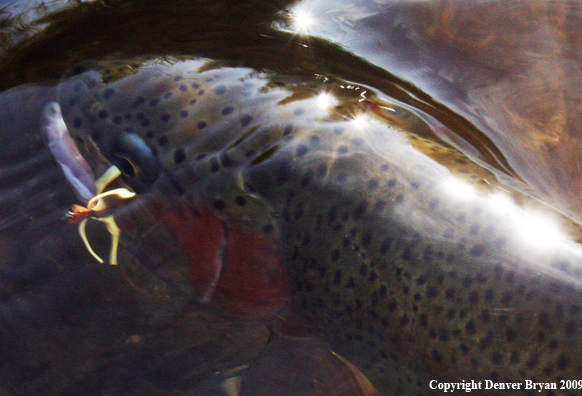 Rainbow trout species