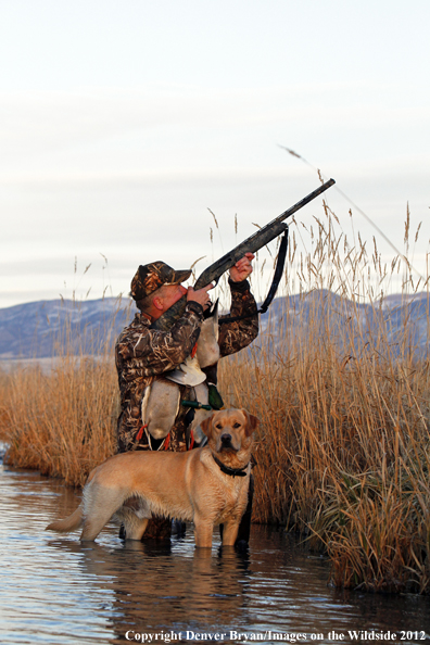 Duck hunter with bagged mallards and yellow labrador retriever. 