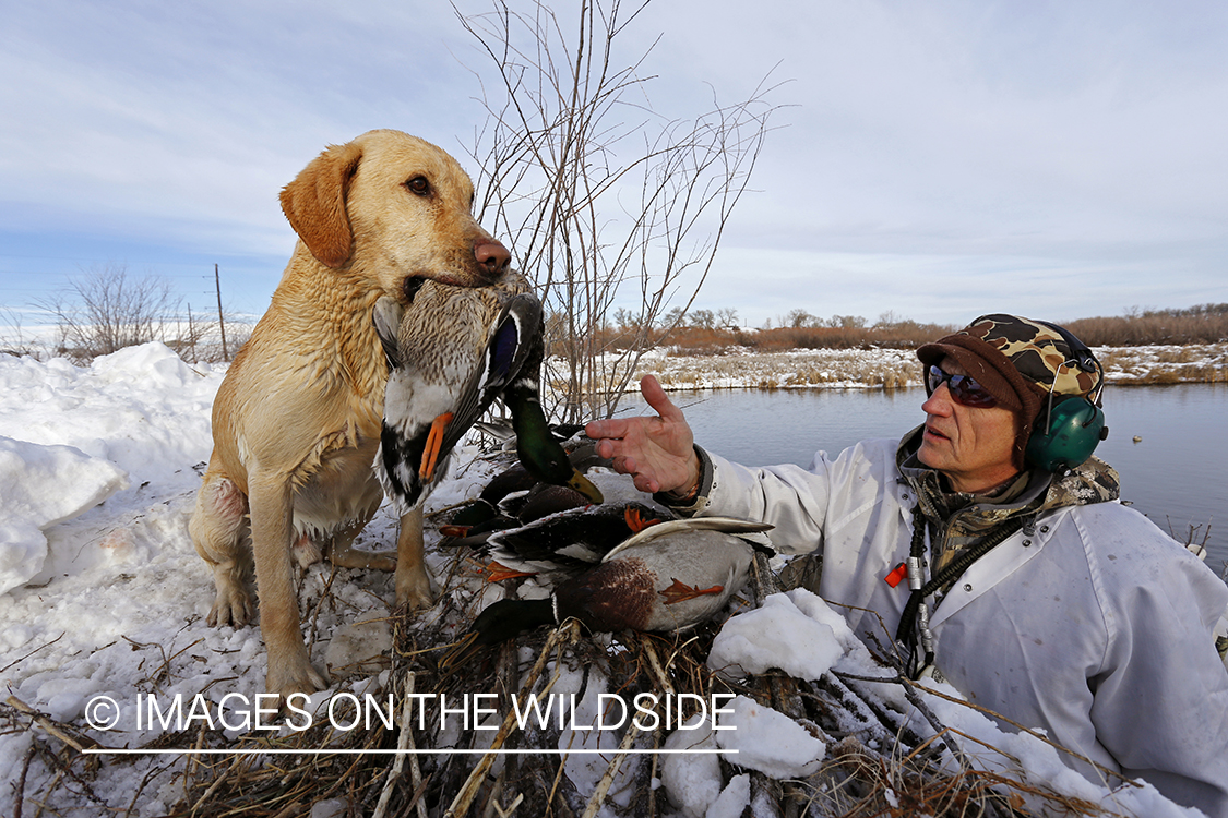 Yellow labrador retrieving downed waterfowl.