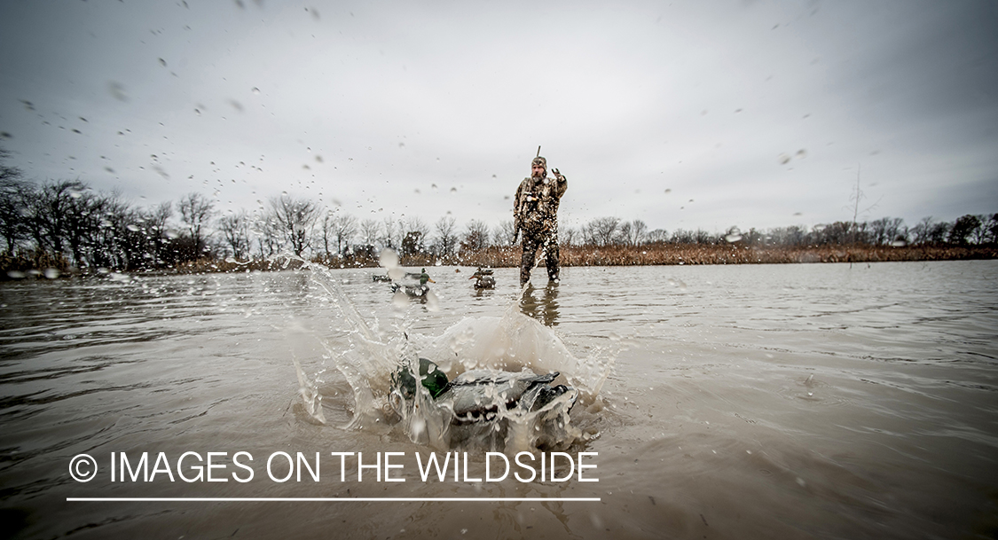 Waterfowl hunter setting up duck decoys.