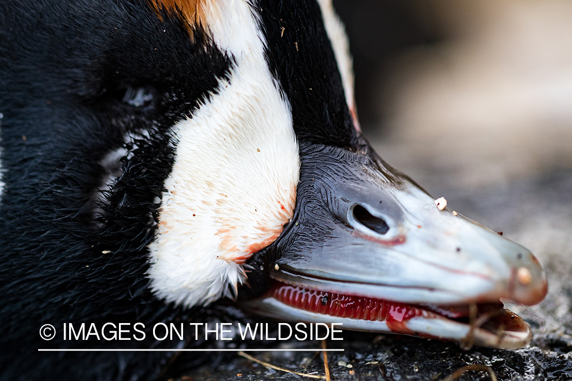 King Eider and Long-tailed duck hunting in Alaska, downed Long-tailed duck close-up.