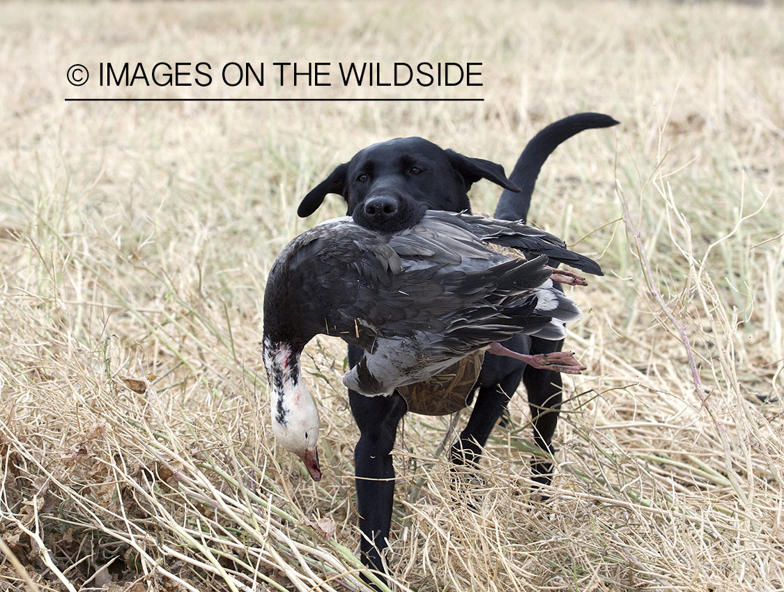 Black lab retrieving downed snow goose.