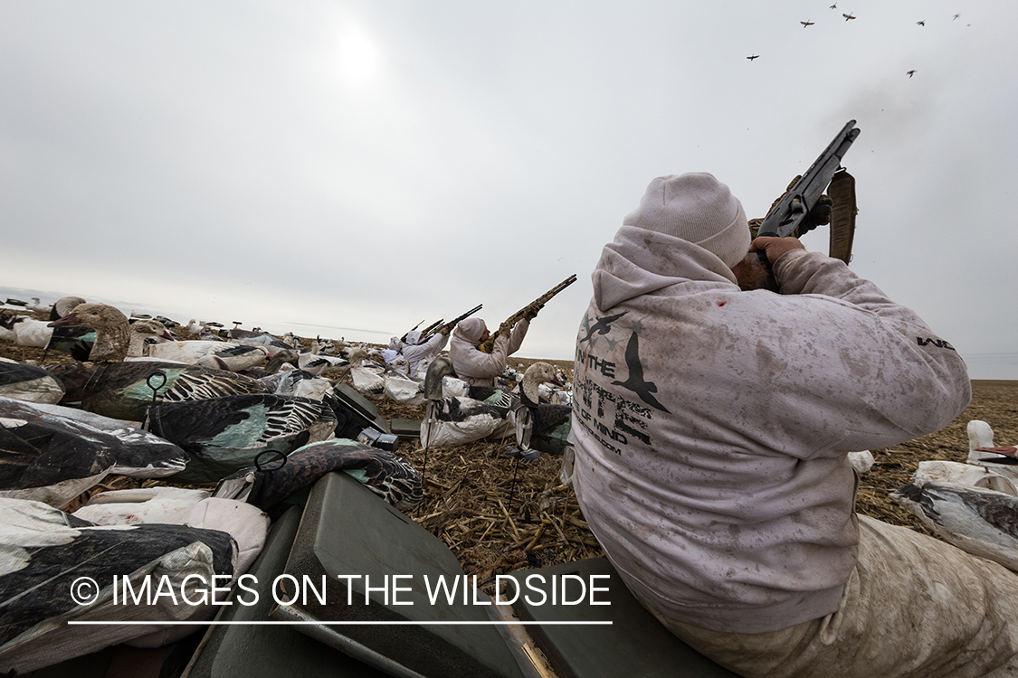 Hunters shooting geese.
