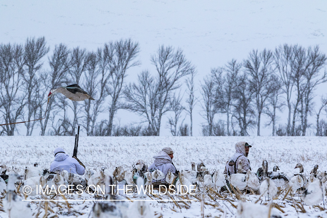 Hunters in snowy field with decoys in.