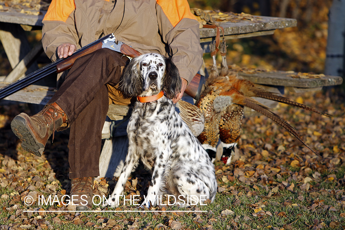 Hunter with English Setter in autumn.