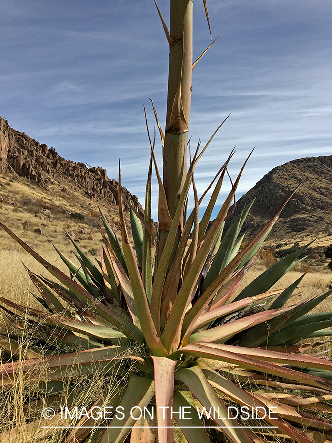 Yucca plant in Arizona.