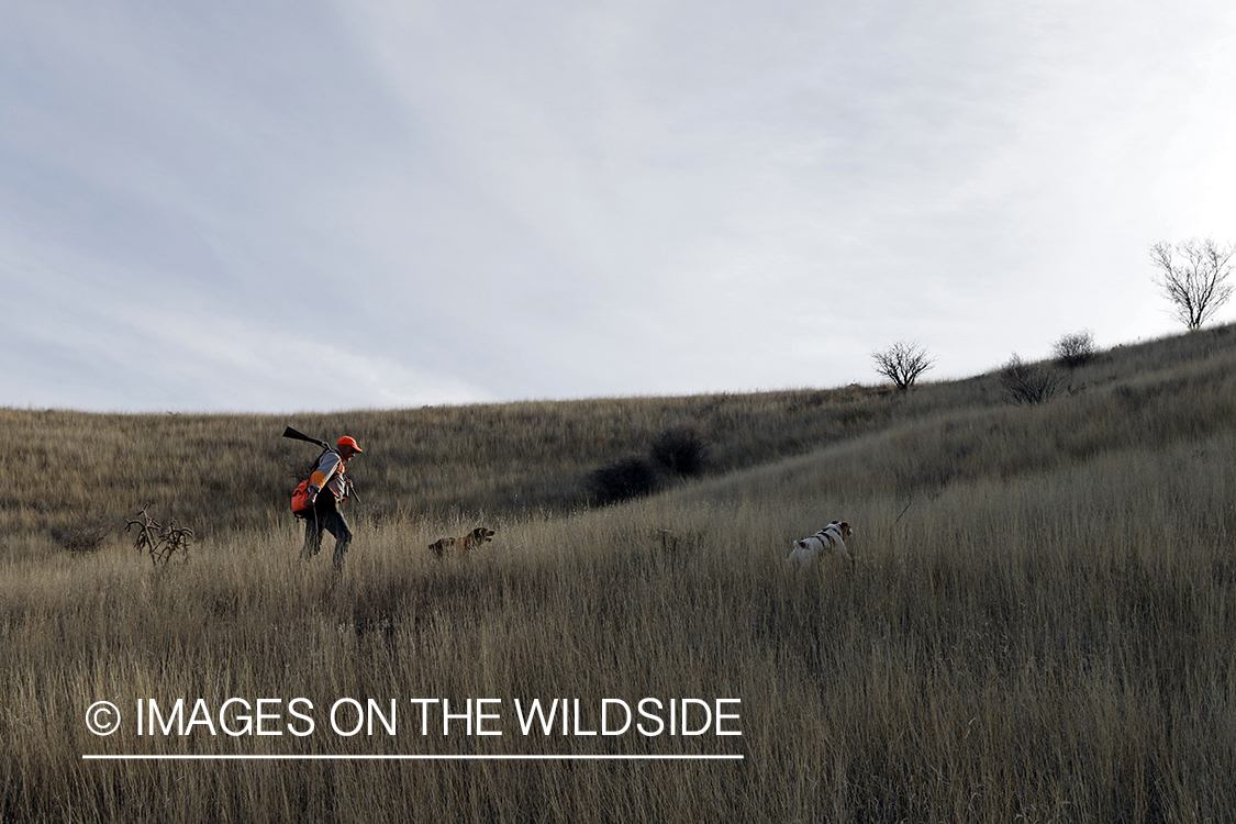 Mearns quail hunting with Brittany Spaniel.