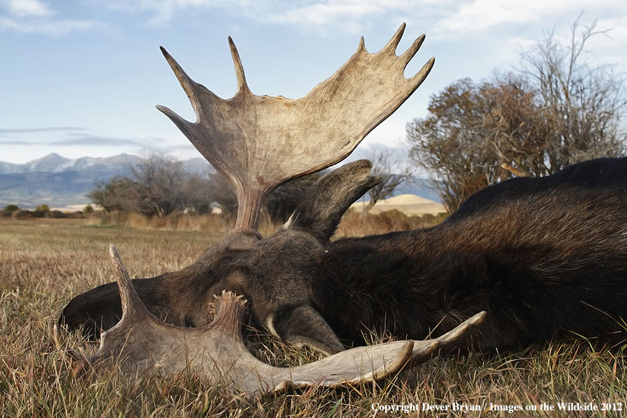 Downed bull moose in field.