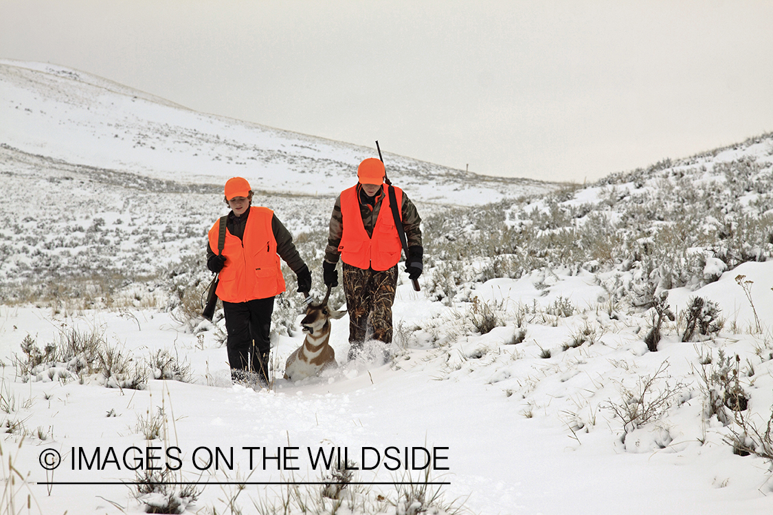 Young hunters dragging bagged pronghorn antelope. 