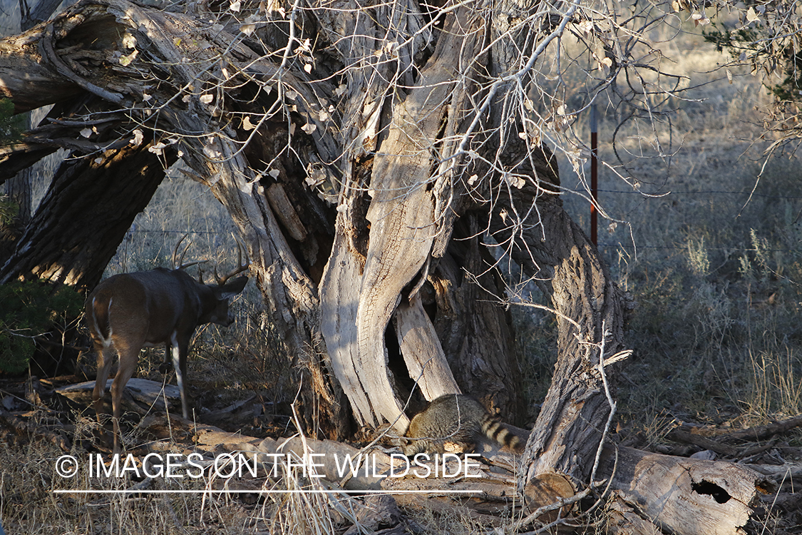 White-tailed buck in field.