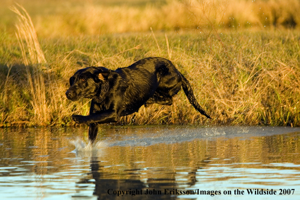 Black Labrador Retriever