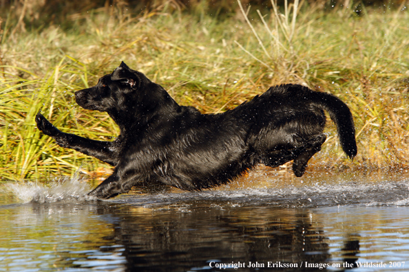 Black Labrador Retriever in field