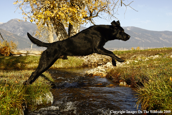 Black Labrador Retriever