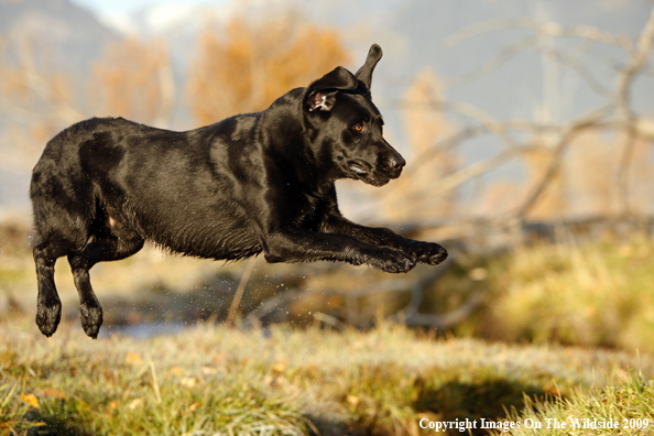 Black Labrador Retriever