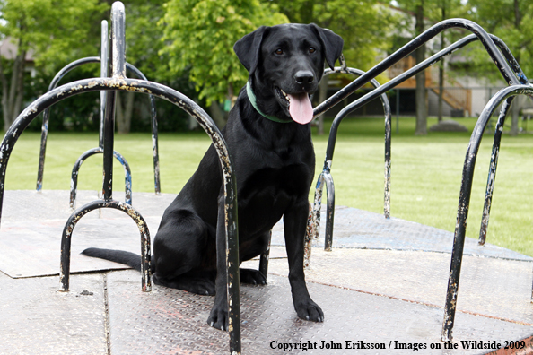 Black Labrador Retriever 