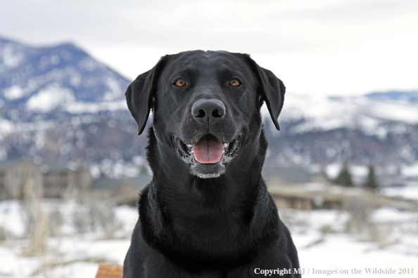 Black Labrador Retriever in winter. 