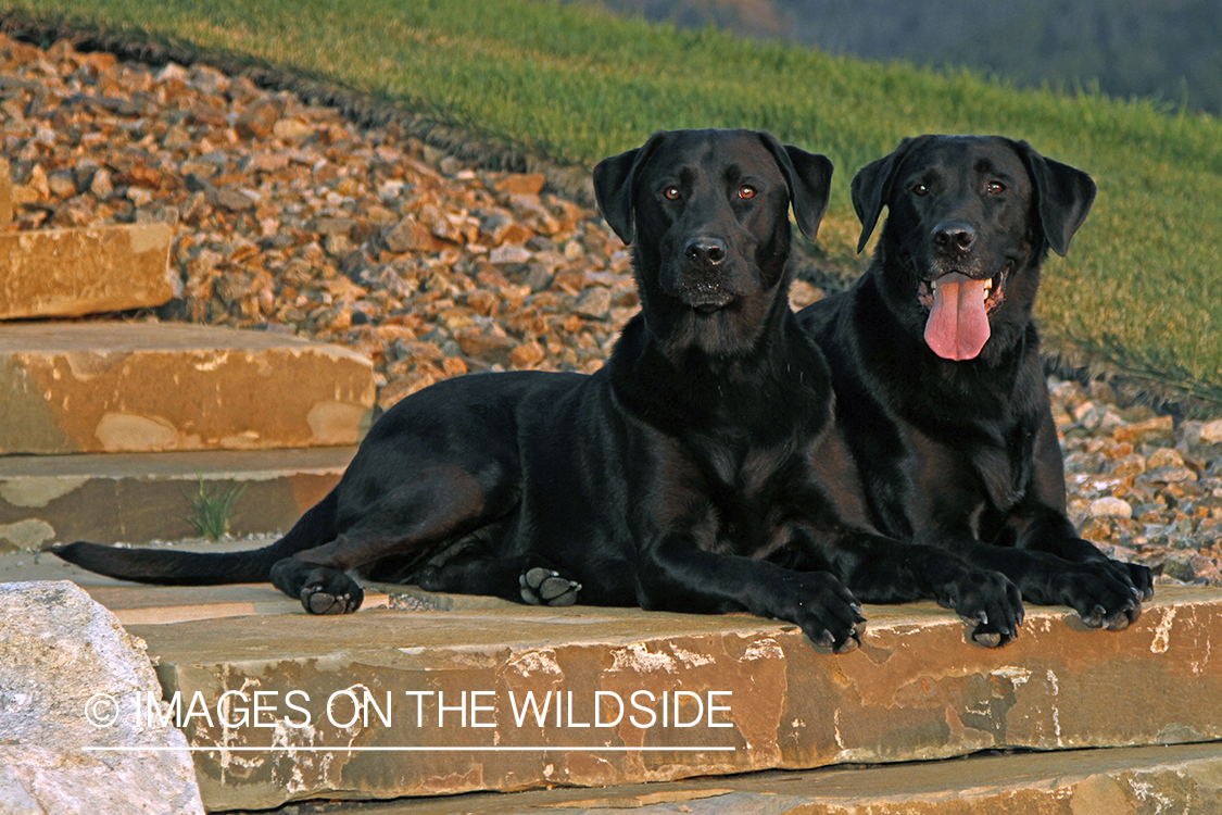 Black Labrador Retrievers