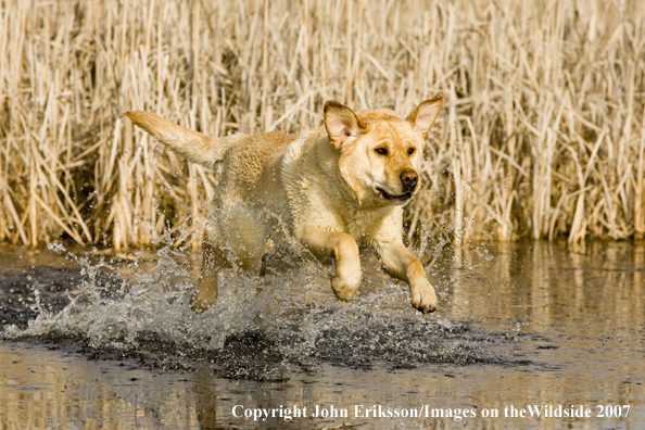 Yellow Labrador Retriever