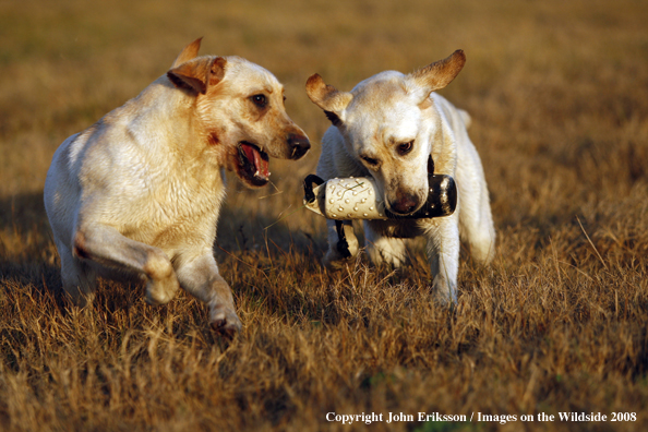 Yellow Labrador Retriever in field