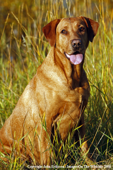 Yellow Labrador Retriever