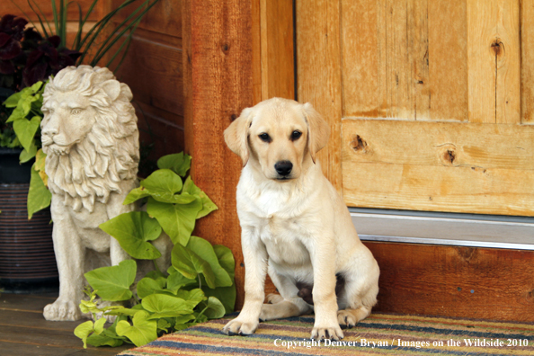 Yellow Labrador Retriever Puppy 