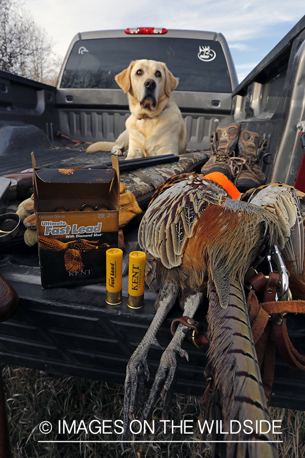 Yellow lab with bagged pheasant in back of pick-up.