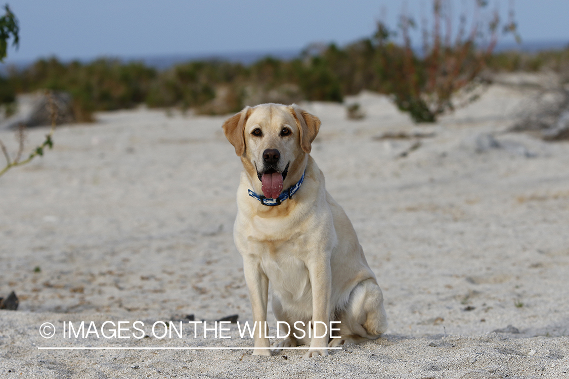 Yellow lab exploring beach.