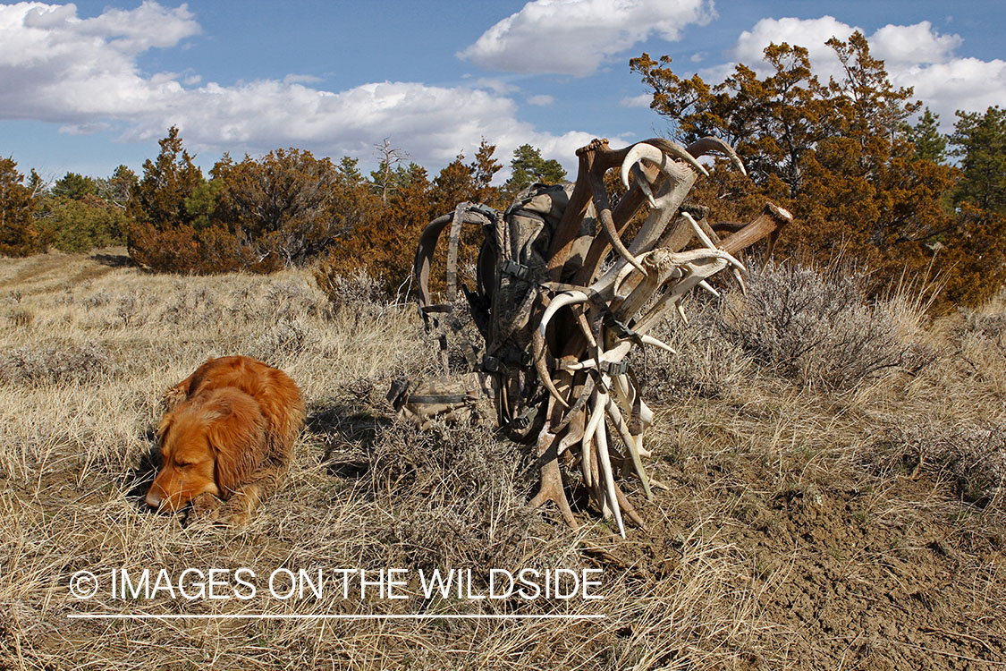 Golden Retriever next to pack with antler sheds.