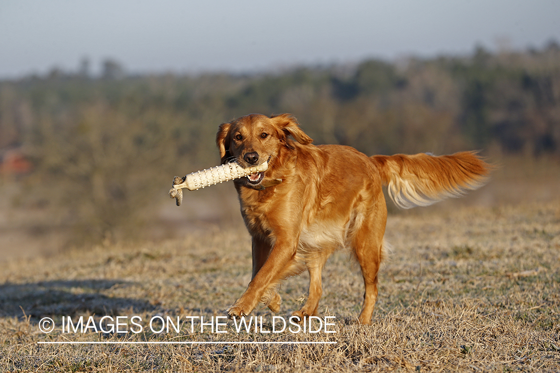 Golden Retriever with toy.