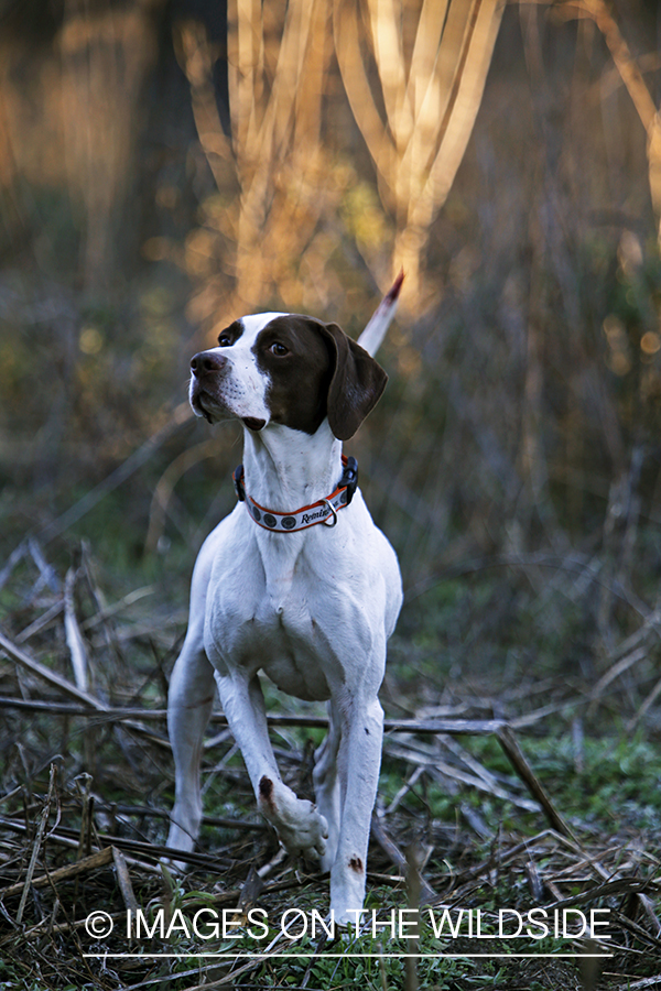 English pointer on bobwhite quail hunt.