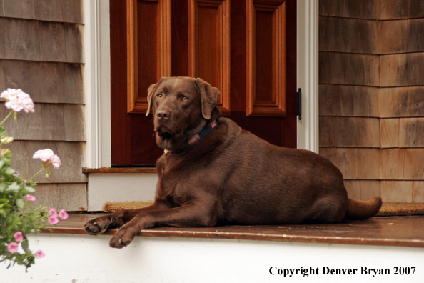 Chocolate Labrador Retriever