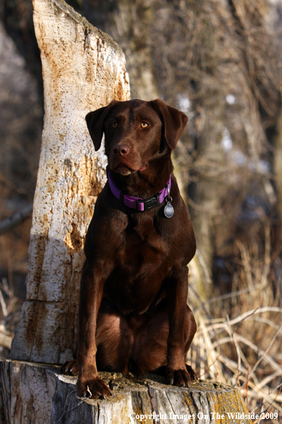 Chocolate Labrador Retriever in field