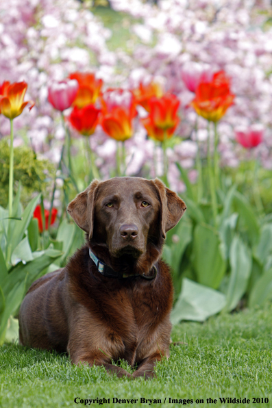 Chocolate Labrador Retriever