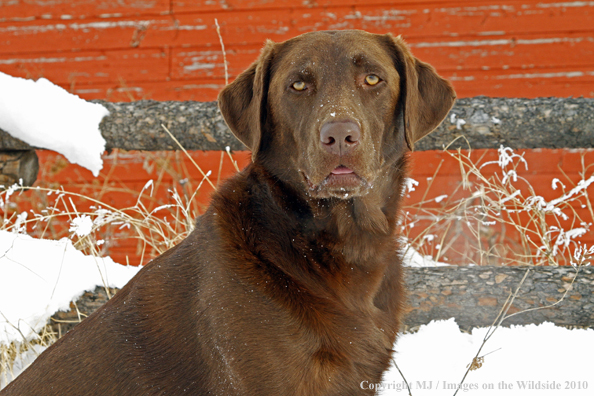 Chocolate Labrador Retriever