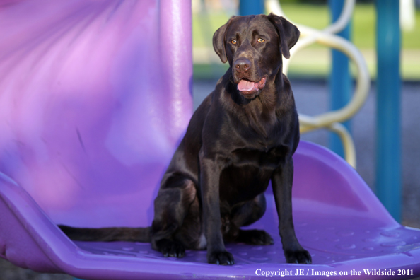 Chocolate Labrador Retriever.