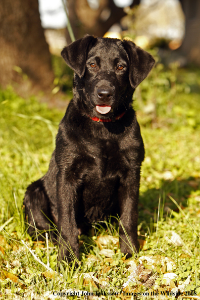 Black Labrador Retriever pup