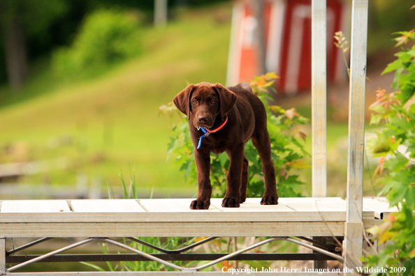 Chocolate Labrador Retriever puppy