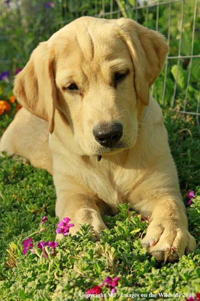 Yellow Labrador Retriever puppy
