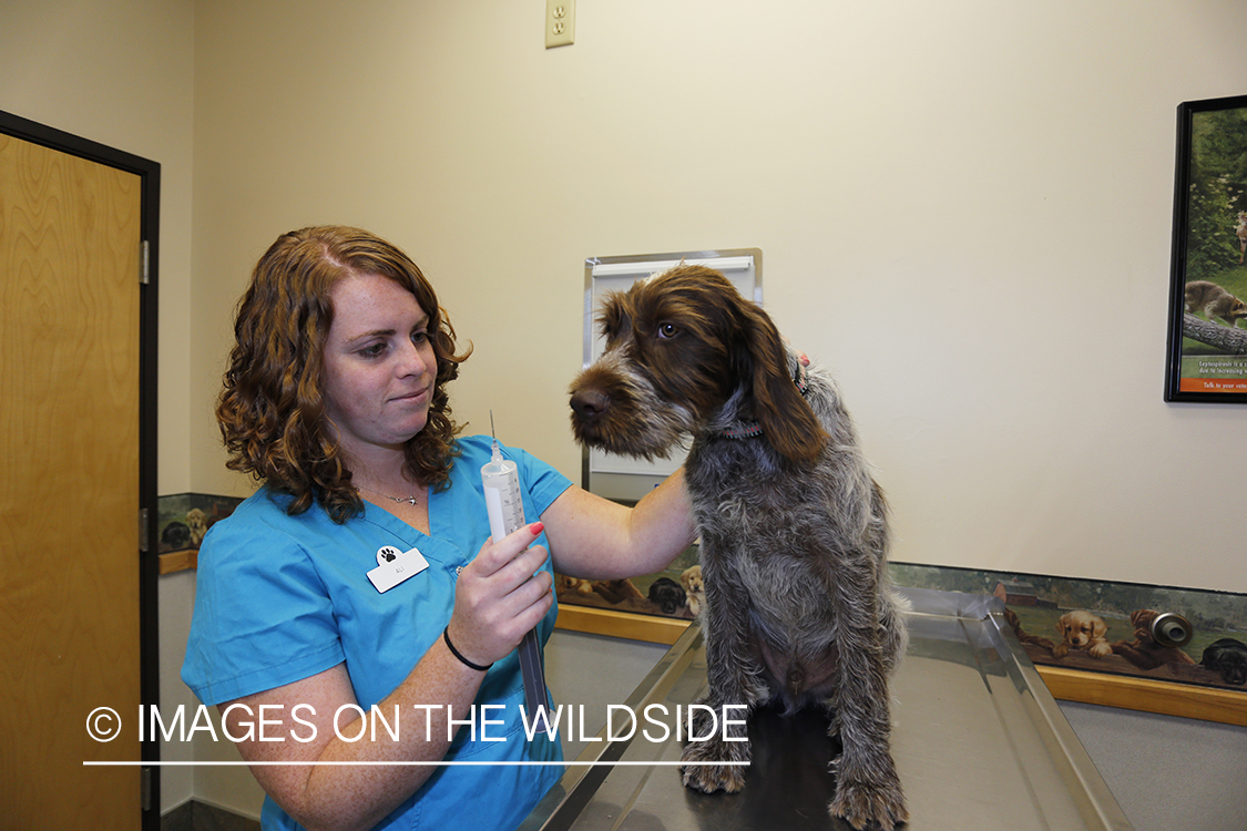 Wirehaired pointing griffon at vet.