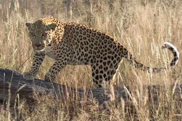 Leopard in habitat. Africa