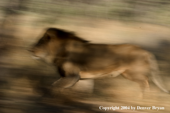 Male African lion running. Africa