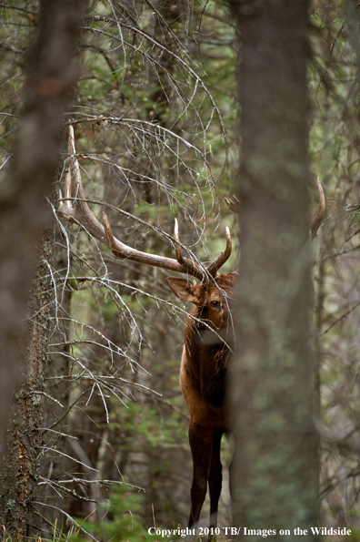 Rocky mountain elk in habitat.