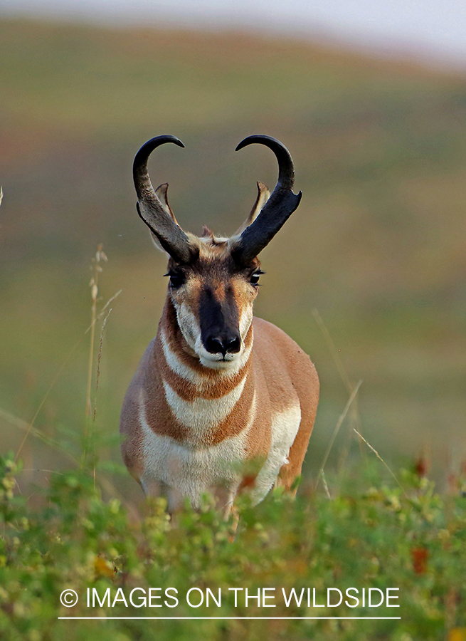 Pronghorn antelope in field.