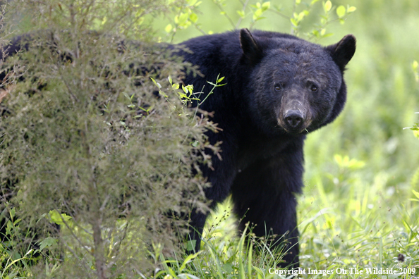 Black Bear in habitat