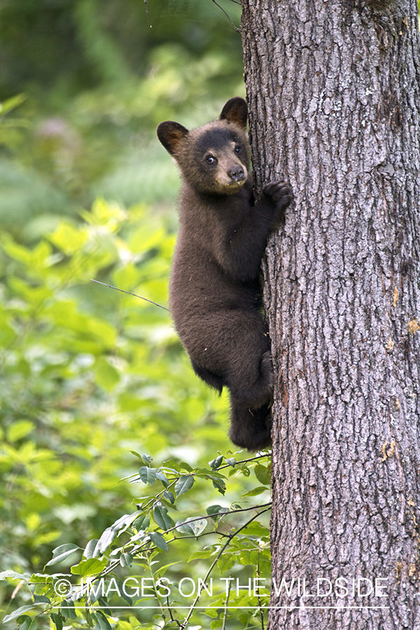 Black Bear cub climbing tree.