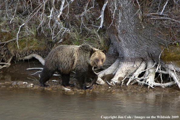 Grizzly bear in habitat