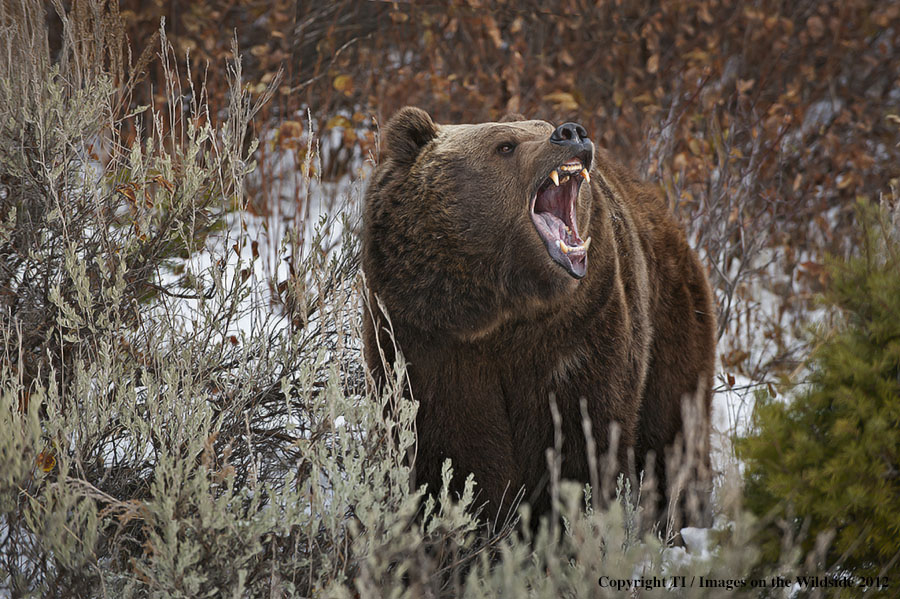 Grizzly Bear in growling.