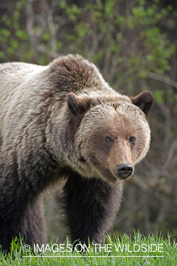 Grizzly bear in habitat.