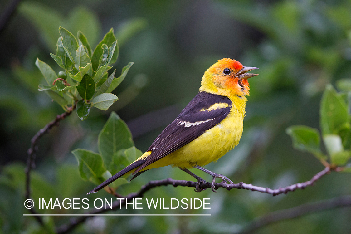 Western tanager singing in habitat.